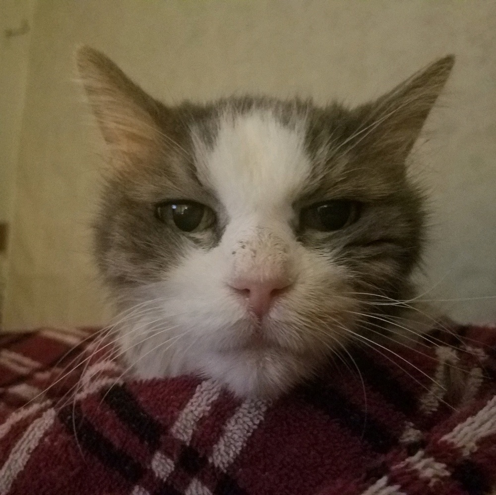 Meet your Posher, Stace